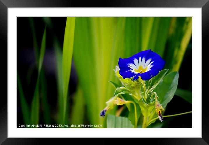 Petunia Framed Mounted Print by Mark  F Banks