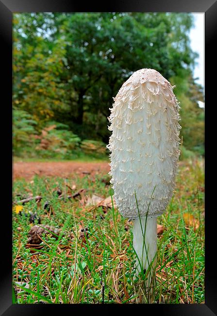 Shaggy Ink Cap Framed Print by Mark  F Banks