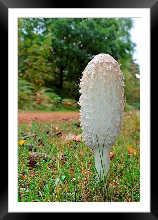 Shaggy Ink Cap Framed Mounted Print by Mark  F Banks