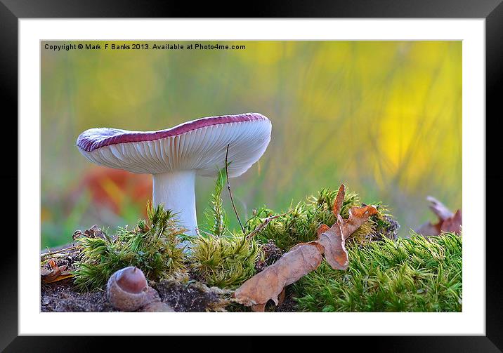 Russula  undulata Framed Mounted Print by Mark  F Banks