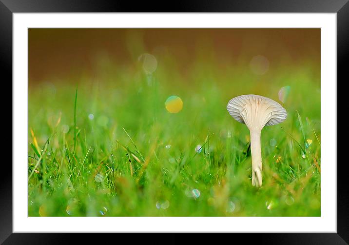 Snowy Waxcap Framed Mounted Print by Mark  F Banks