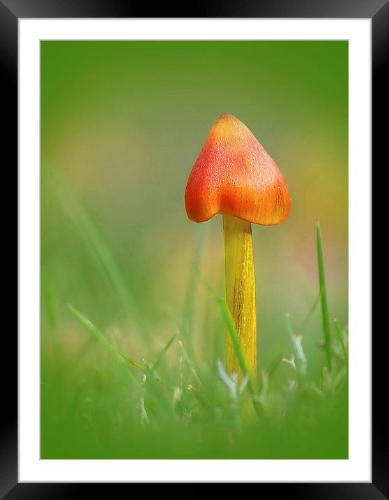 Blackening Waxcap Framed Mounted Print by Mark  F Banks