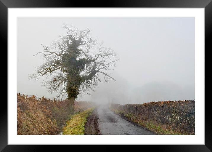 A Favourite Tree Framed Mounted Print by Mark  F Banks