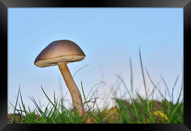 Bolete Mushroom Framed Print by Mark  F Banks
