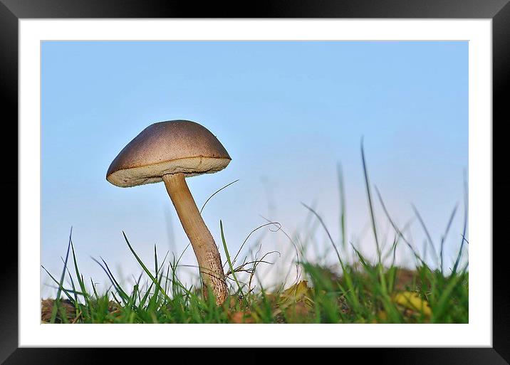 Bolete Mushroom Framed Mounted Print by Mark  F Banks