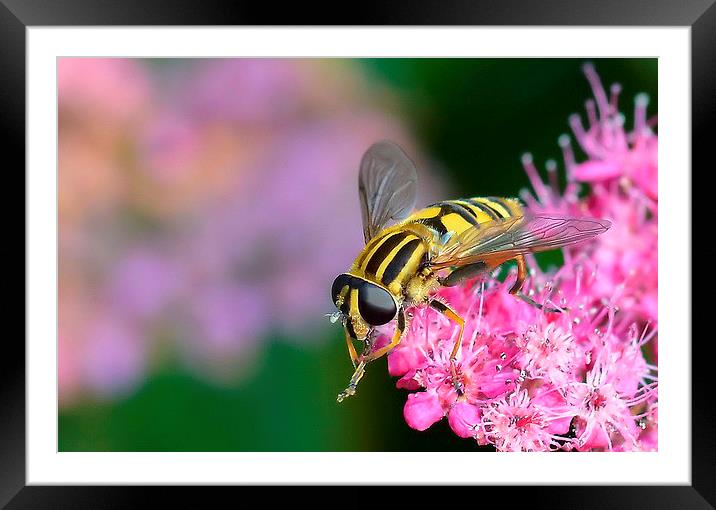Hoverfly [ Helophilus pendulus ] Framed Mounted Print by Mark  F Banks