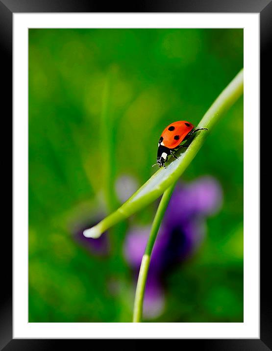 Ladybird. Framed Mounted Print by Mark  F Banks