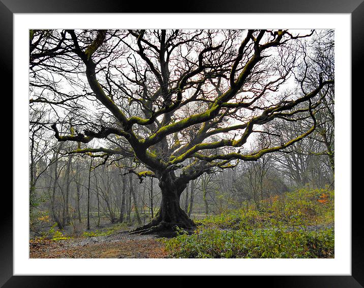 The Great Oak Framed Mounted Print by Mark  F Banks