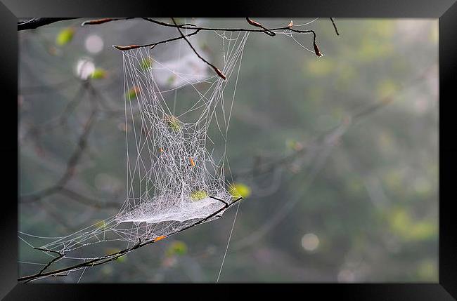 Hanging Spider web Framed Print by Mark  F Banks