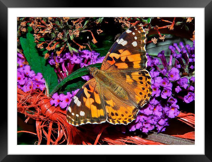 Painted Lady Framed Mounted Print by Mark  F Banks