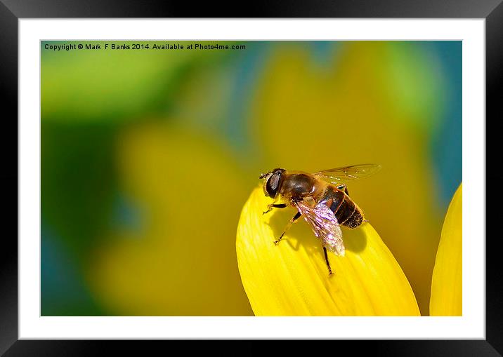 Hoverfly on Sunflower Petal Framed Mounted Print by Mark  F Banks