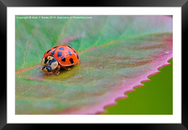  Old Timer Framed Mounted Print by Mark  F Banks