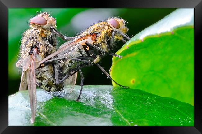 Mating Flies Framed Print by Mark  F Banks