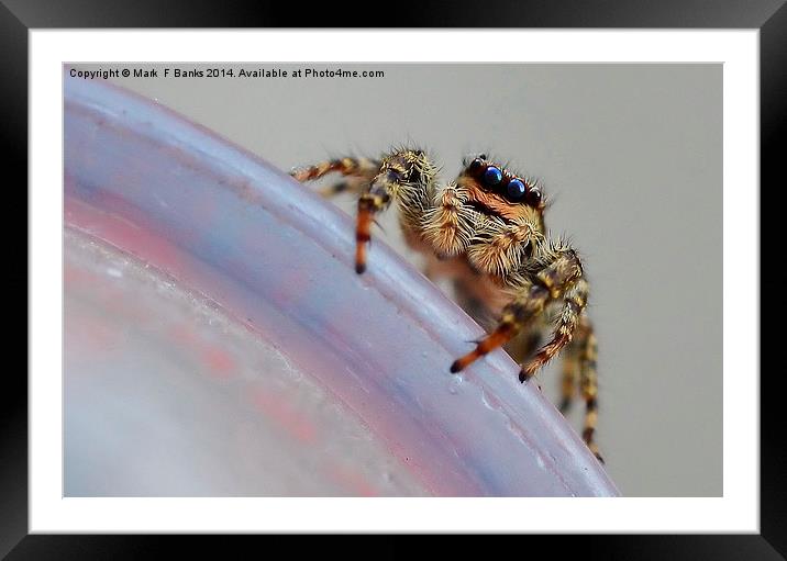  Jumping Spider Framed Mounted Print by Mark  F Banks