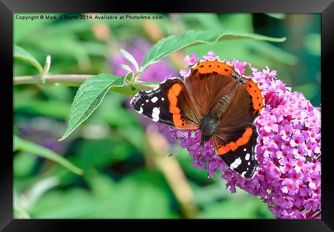  Red Admiral 2 Framed Print by Mark  F Banks