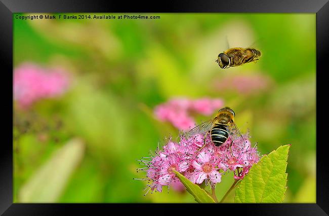  Hoverflies Framed Print by Mark  F Banks