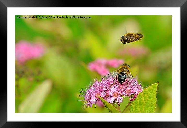  Hoverflies Framed Mounted Print by Mark  F Banks