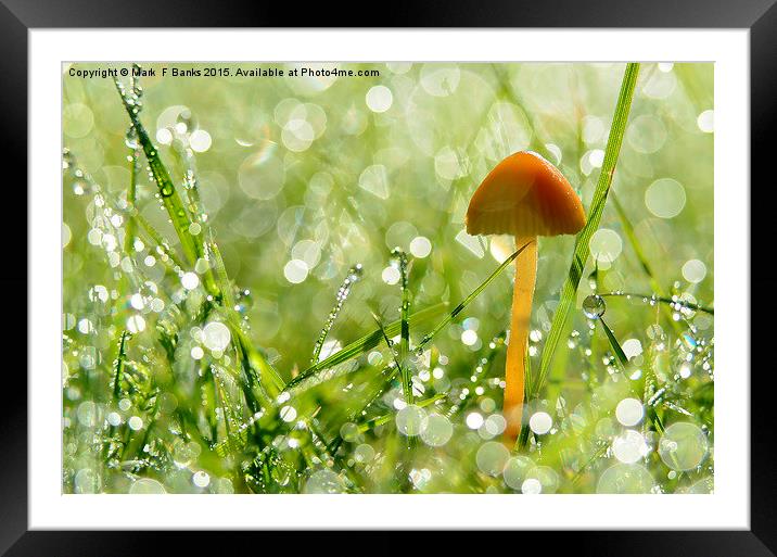  Mushroom in Dew Framed Mounted Print by Mark  F Banks