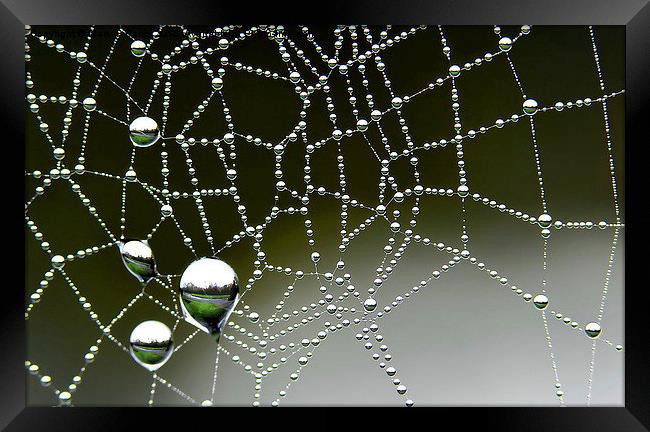  Inverted Spider Web Dew Framed Print by Mark  F Banks