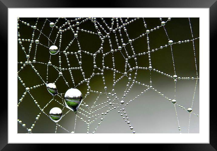  Inverted Spider Web Dew Framed Mounted Print by Mark  F Banks