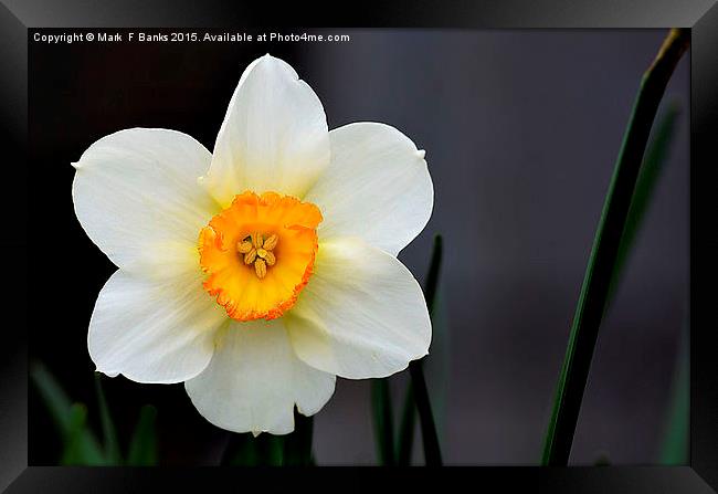  Daffodil Framed Print by Mark  F Banks