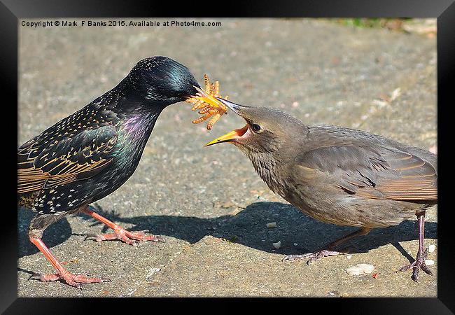  Open Wide Framed Print by Mark  F Banks