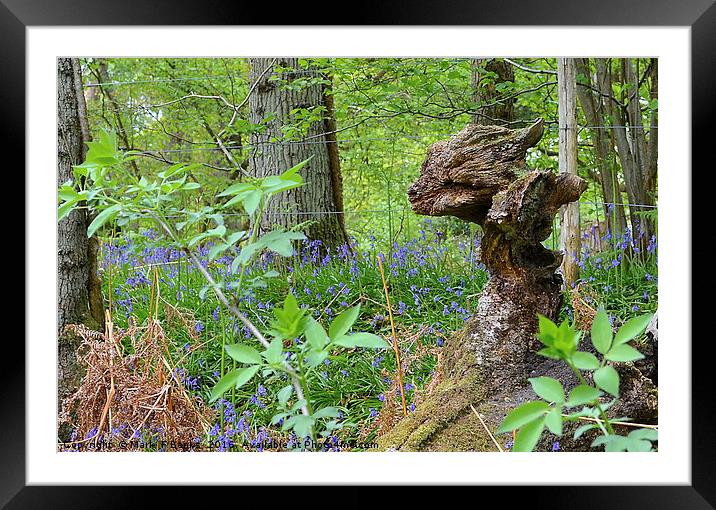 Foxy Tree stump Framed Mounted Print by Mark  F Banks