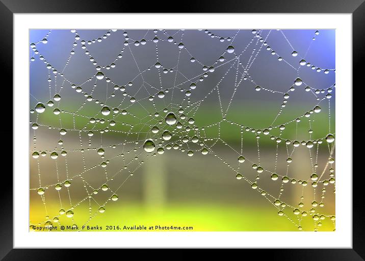 Dew On Spider Web [colour enhanced ] Framed Mounted Print by Mark  F Banks