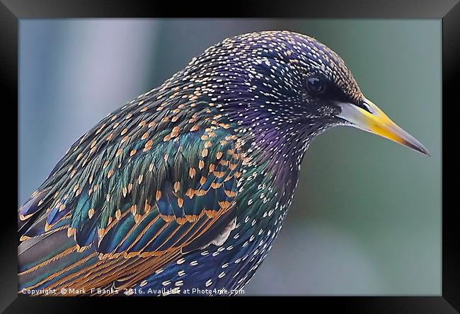 Starling Colours Framed Print by Mark  F Banks