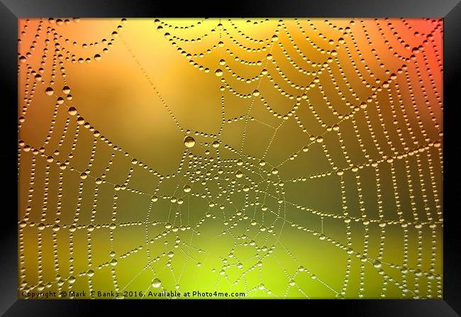 Spider Web Dew Drops   [ Enhanced] Framed Print by Mark  F Banks