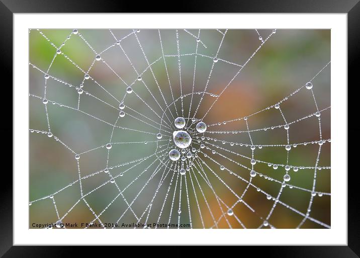 Spiderweb  dewdrops Framed Mounted Print by Mark  F Banks