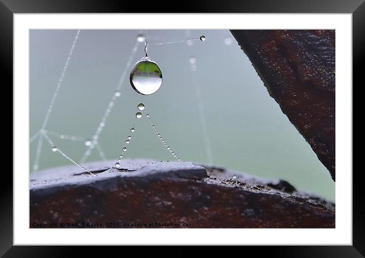 Hanging Dewdrop  Framed Mounted Print by Mark  F Banks