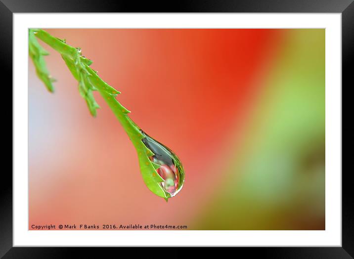 Garden Water drop ,  ' Apples ' Framed Mounted Print by Mark  F Banks