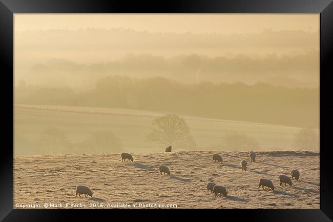 Sheep at Dawn Framed Print by Mark  F Banks