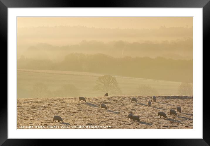 Sheep at Dawn Framed Mounted Print by Mark  F Banks