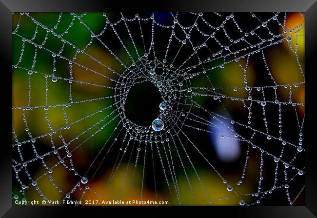 Spider web with Dew Framed Print by Mark  F Banks