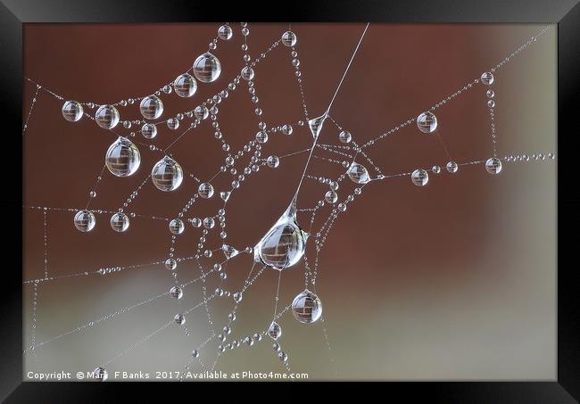 Brick Wall in Dew drops Framed Print by Mark  F Banks