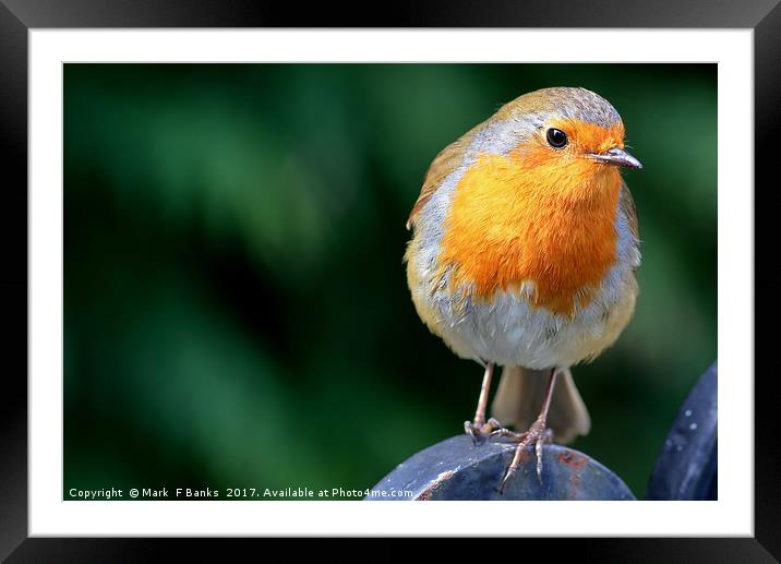Are you going to feed me ? Framed Mounted Print by Mark  F Banks