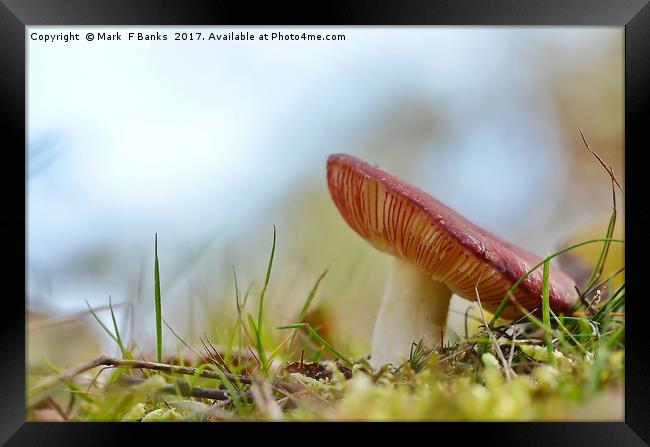 Russula Framed Print by Mark  F Banks