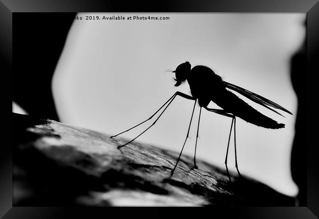 Snipe Fly Silhouette Framed Print by Mark  F Banks