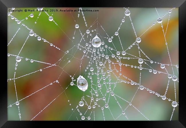 Spider Web Dew Drops Framed Print by Mark  F Banks