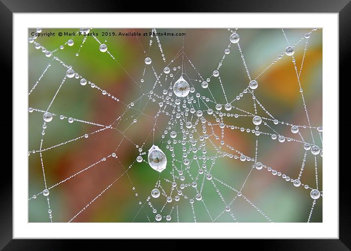 Spider Web Dew Drops Framed Mounted Print by Mark  F Banks