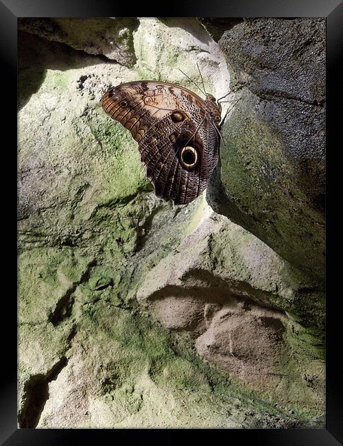 Rock Climbing Butterfly Framed Print by Iona Newton