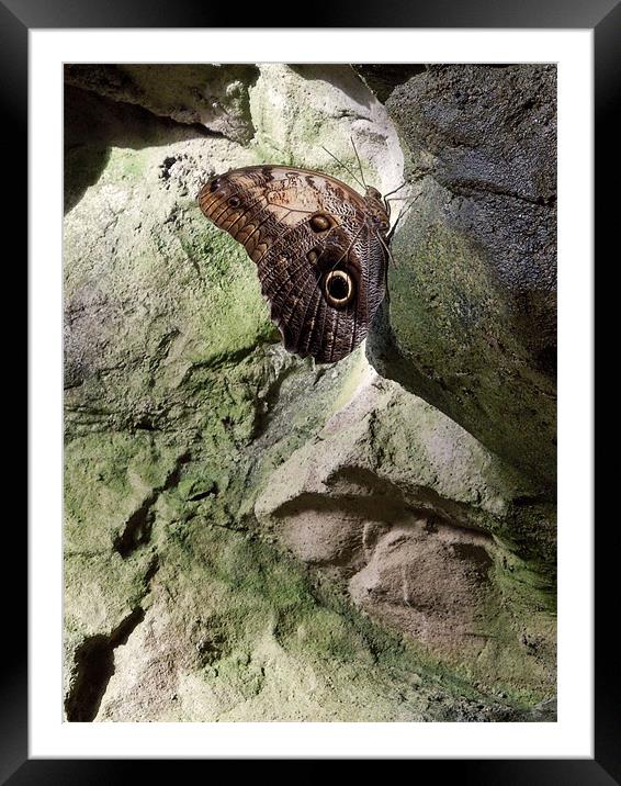 Rock Climbing Butterfly Framed Mounted Print by Iona Newton