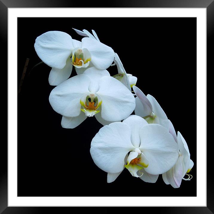 White Orchids Framed Mounted Print by Iona Newton