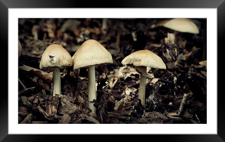 Mushrooms Framed Mounted Print by Iona Newton