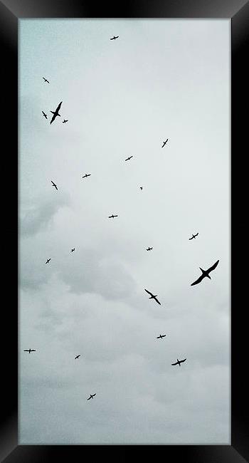 Birds Overhead Framed Print by Iona Newton