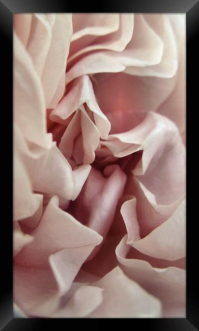  Ruffled Rose Framed Print by Iona Newton