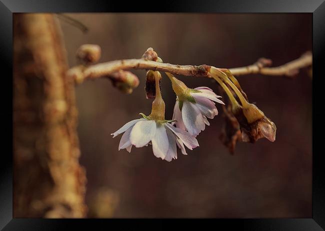  Winter Blossom Framed Print by Iona Newton