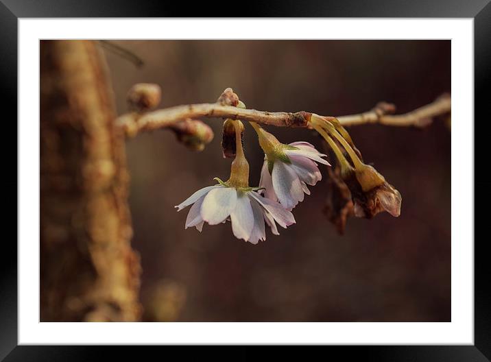  Winter Blossom Framed Mounted Print by Iona Newton